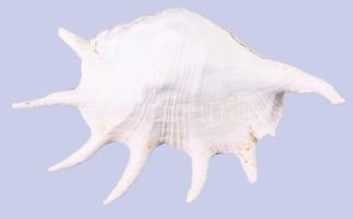 Nagyméretű tengeri csigaház, 37x22 cm