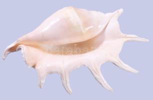 Nagyméretű tengeri csigaház, 37x22 cm