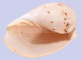 Hatalmas tengeri csigaház, 27x18 cm