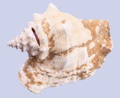 Hatalmas tengeri csigaház, 27x22 cm