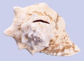 Hatalmas tengeri csigaház, 27x22 cm