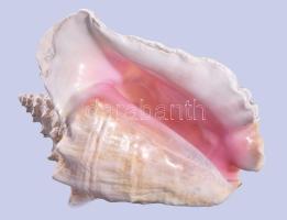 Hatalmas tengeri csigaház, 27x22 cm