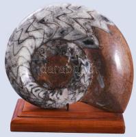 Nagyméretű csiszolt ammonitesz, fa talpon, 19x16 cm