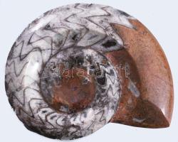 Nagyméretű csiszolt ammonitesz, fa talpon, 19x16 cm
