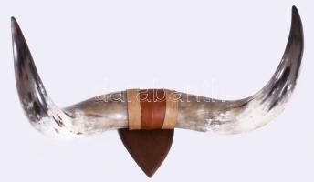 Nagyméretű bivaly szarv trófea, cca 70x40x30 cm