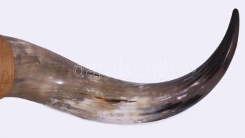 Nagyméretű bivaly szarv trófea, cca 70x40x30 cm