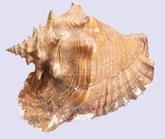 Nagyméretű tengeri csiga, kopásokkal, 26x18 cm