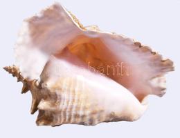 Nagyméretű tengeri csiga, kopásokkal, 26x18 cm