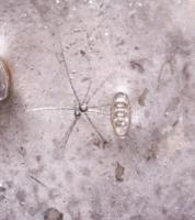 Gazdagon díszített virágos váza. Ezüst (Ag), gilosált. Jelzett 420 g m: 19 cm