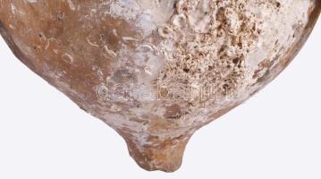 Római terrakotta kereskedői amfóra. Római Birodalom, Kr.e. 1-2. század, terrakotta, egyik füle hiány...