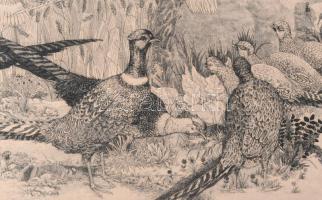 Pásztor Gábor (1933-2012): Fácánok. Rézkarc, papír, jelzett, kartonra kasírozva, 29,5×60 cm