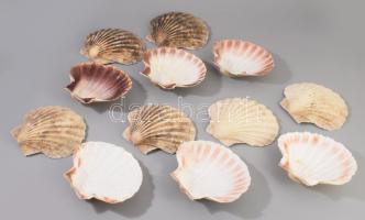 12 darab kagylóhéj kínáló, 13x14 cm