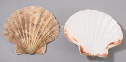 12 darab kagylóhéj kínáló, 13x14 cm