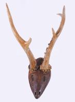 Agancs trófea, faragott fejjel, h: 28 cm