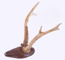 Agancs trófea, faragott fejjel, h: 28 cm