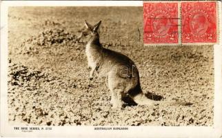 1923 Australian kangaroo. The Rose Series P. 2752. TCV card (EK)