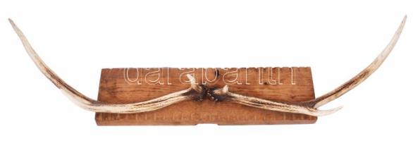 Agancs trófea, h: 86 cm