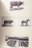 Torontál vármegye. Magyarország Vármegyéi és Városai. Szerk. Dr. Borovszky Samu. 437 képpel, ezek kö...