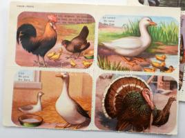 1964 168 db ismertető kártya, halak, madarak, lepkék, stb