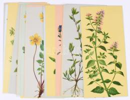 cca 1960-1980 Medimpex Herbarium, 64 db színes képekkel illusztrált kártya, hátoldalukon német, fran...