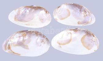 4 darab kagylóhéj, h: 16,5 cm