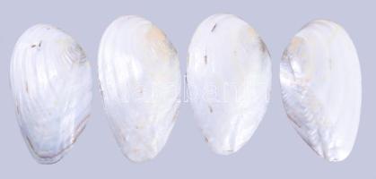 4 darab kagylóhéj, h: 16,5 cm