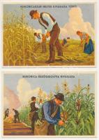 2 db RÉGI magyar mezőgazdasági propaganda reklámlap, Klösz: 'Kukoricaszár' és 'Kukorica-üszöggolyva' / 2 pre-1945 Hungarian agricultural propaganda advertisement, corn smut