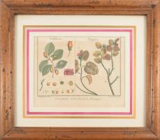 Jacques de Seve után Robert Bénard metszése: Historie Naturelle, Botanique. Színezett rézmetszet, papír, cca. XVIII. sz. második fele, paszpartuban, üvegezett fakeretben, 12,5x17,5 cm, keret: 26,5x31 cm