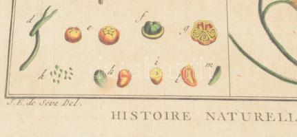 Jacques de Seve után Robert Bénard metszése: Historie Naturelle, Botanique. Színezett rézmetszet, pa...