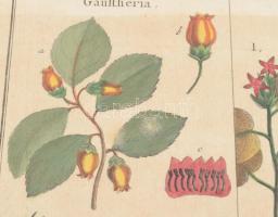 Jacques de Seve után Robert Bénard metszése: Historie Naturelle, Botanique. Színezett rézmetszet, pa...