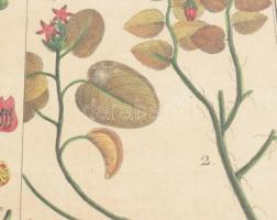 Jacques de Seve után Robert Bénard metszése: Historie Naturelle, Botanique. Színezett rézmetszet, pa...