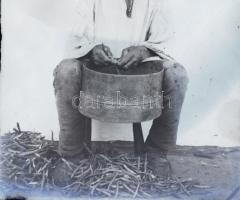 Borsófejtő (néprajzi- / művészfotó), üvegnegatív, 12x9 cm