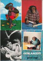 MAJOM - 26 db MODERN képeslap / MONKEYS - 26 modern postcards