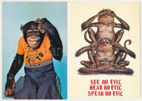 MAJOM - 26 db MODERN képeslap / MONKEYS - 26 modern postcards
