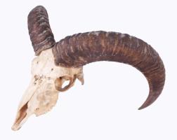 Muflon trófea, szakszerűen kikészítve 39x20 cm