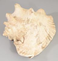 Nagyméretű tengeri csigaház, 27x20 cm