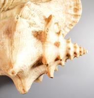 Nagyméretű tengeri csigaház, 27x20 cm