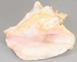 Nagyméretű tengeri csigaház, 27x20 cm