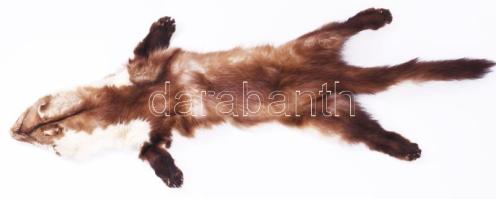 Nyest vagy nyuszt prém, szakszerűen kikészítve h: 85 cm