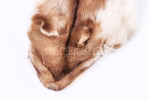 Nyest vagy nyuszt prém, szakszerűen kikészítve h: 85 cm