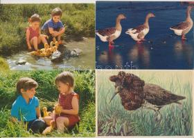 MADARAK - 26 db MODERN képeslap / BIRDS - 26 modern postcards