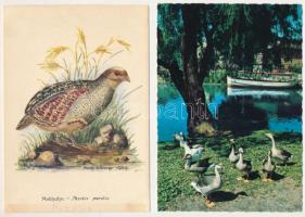 MADARAK - 26 db MODERN képeslap / BIRDS - 26 modern postcards