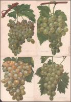 ca 1890 31 db szőlőfajtákat, szőlőleveleket bemutató litográfia 16x25 cm