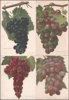 ca 1890 31 db szőlőfajtákat, szőlőleveleket bemutató litográfia 16x25 cm