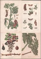 ca 1890 31 db szőlőfajtákat, szőlőleveleket bemutató litográfia 16x25 cm