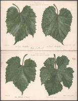 ca 1890 31 db szőlőfajtákat, szőlőleveleket bemutató litográfia 16x25 cm