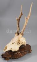 Őzbak trófea, fa tartón, cca 42x38 cm