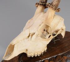 Őzbak trófea, fa tartón, cca 42x38 cm