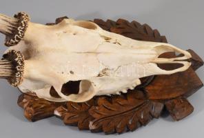 Őzbak trófea, fa tartón, cca 42x38 cm