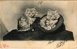 1901 Macskák / cats (fl)
